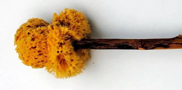 Изображение ксилогспонжа - палки с губкой на конце, которая использовалась в древнеримской ванной комнате
