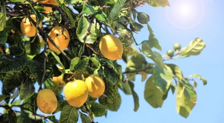 Спелые лимоны на дереве