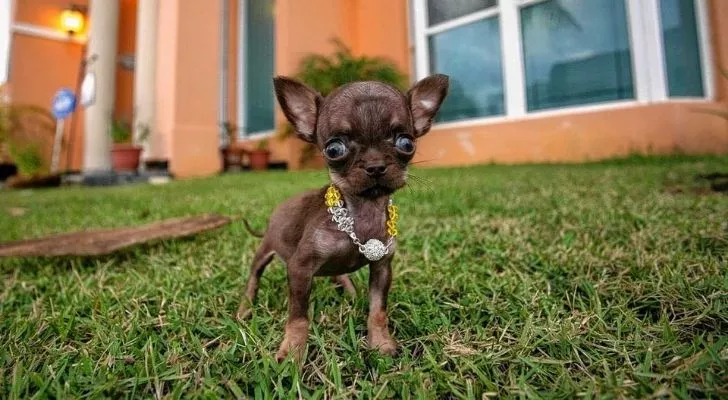 Милли - самая маленькая собака в мире