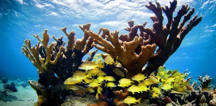 Фотография части рифа в водах Кубы