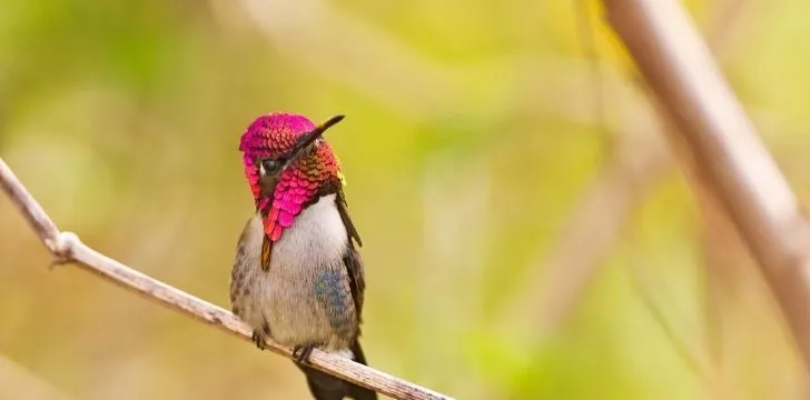 Пчелиный колибри, самая маленькая птица и животное в мире, обитает только на Кубе