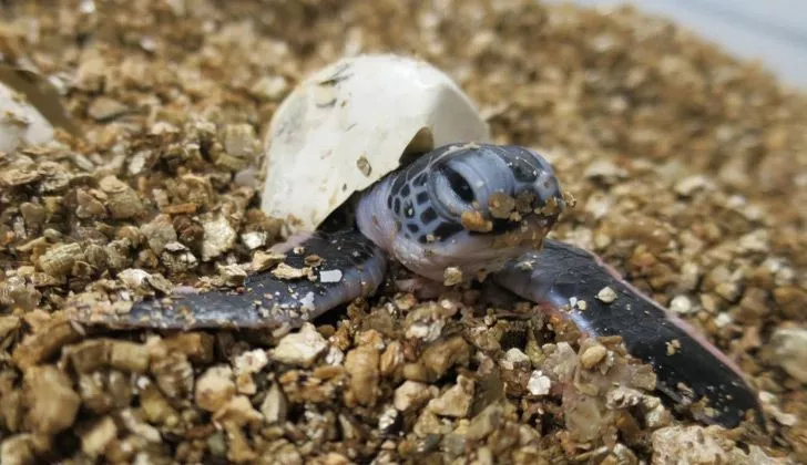Детеныш черепахи вылупляется из яйца