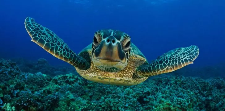 Плавание черепах