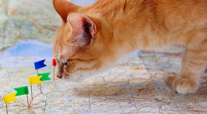 Рыжий кот стоит на карте с точечными флажками