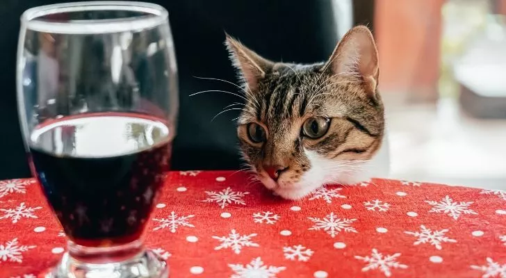 Кошка смотрит на бокал красного вина