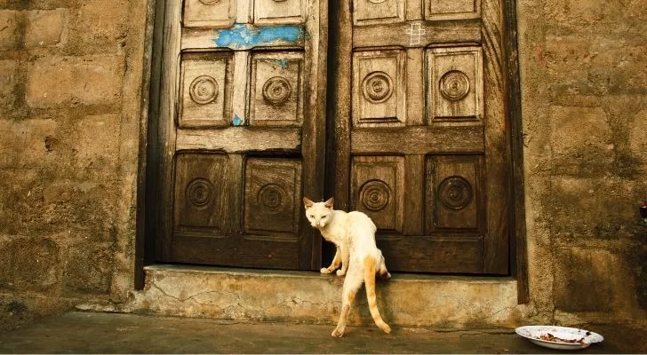 Кошка, стоящая перед огромными старинными дверями