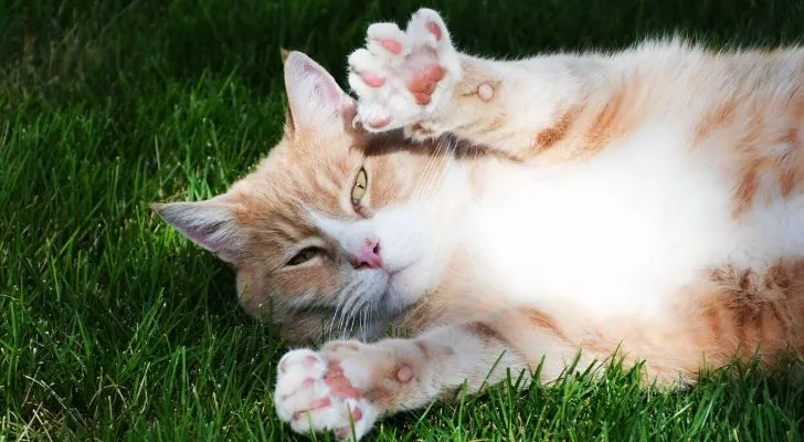 Кошка, лежащая в траве, показывает обе передние лапы