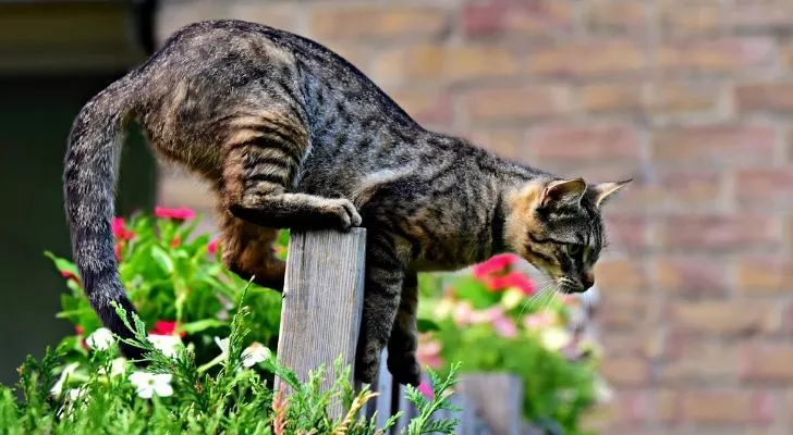 Кошка на заборе, собирающаяся сделать прыжок