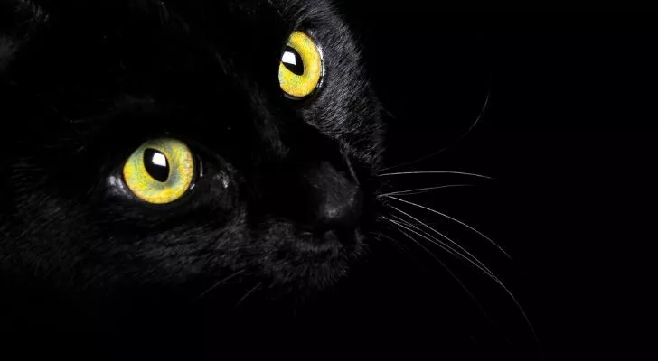 Черная кошка на темном фоне с широко открытыми зелено-желтыми глазами