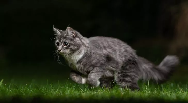 Серая кошка бежит по зеленой траве