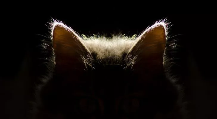 Кошка сидит в темноте, а свет делает видимыми только ее уши