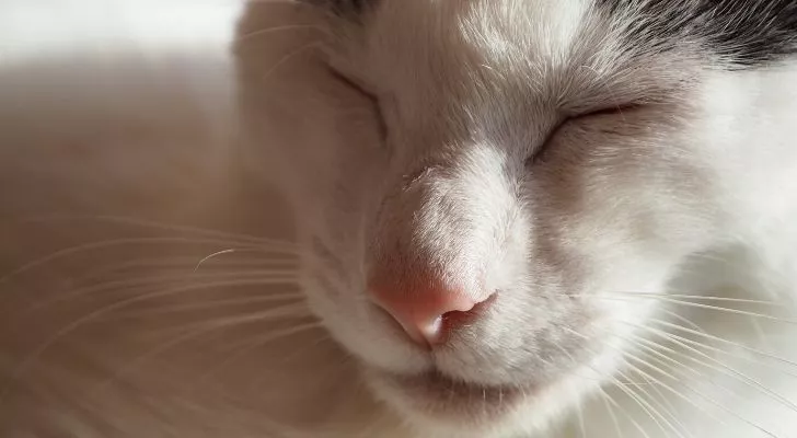 Морда белой кошки с закрытыми глазами