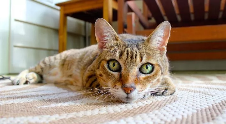 Тигровая кошка с ярко-зелеными глазами лежит на полу