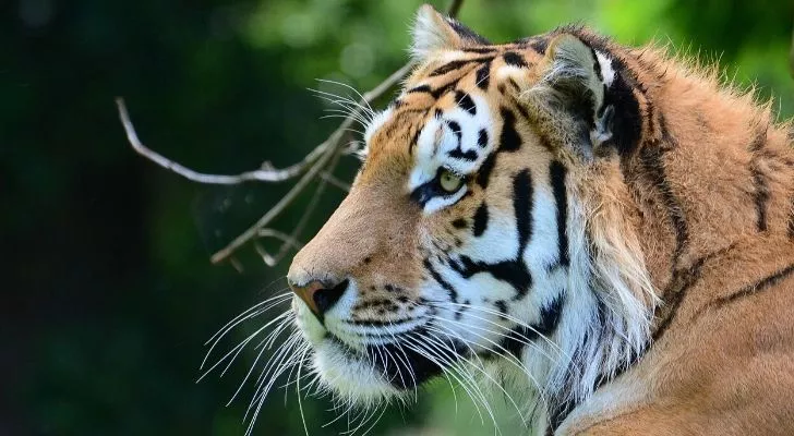 Свирепый тигр смотрит вдаль
