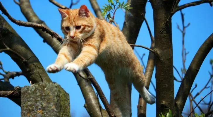 Кошка, падающая с дерева - но полностью контролирующая себя