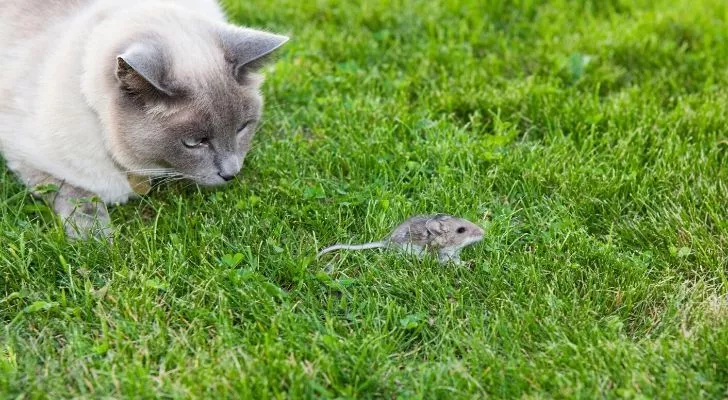 Кошка охотится на мышь в траве