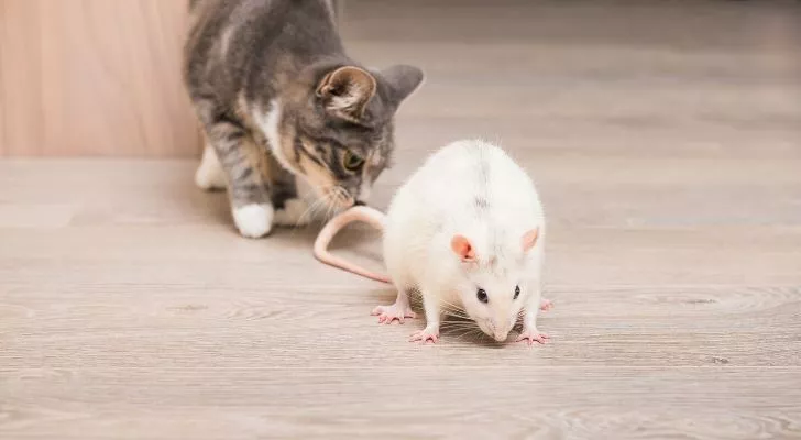Кошка обнюхивает белую крысу