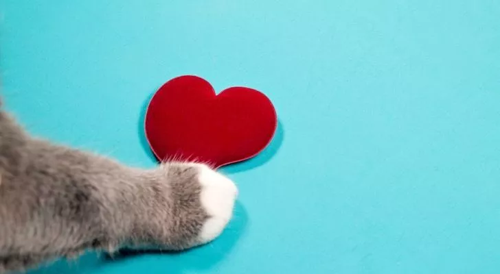 Кошачья лапа, касающаяся фигуры в виде сердца любви на голубом фоне