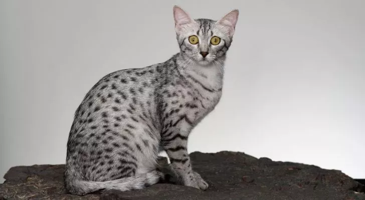 Самая древняя порода кошек