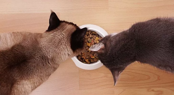 Две кошки едят из одной миски