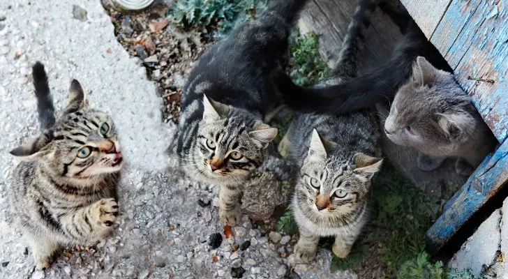 Группа кошек
