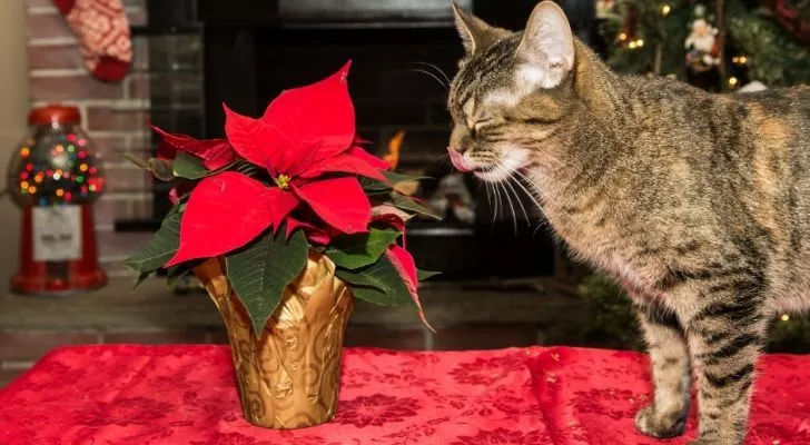 Кошка стоит на столе и смотрит на цветы пуансеттии