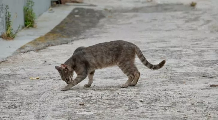 Одичавшая кошка вылизывает лапу на пустой дороге