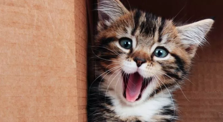 Очаровательный котенок зевает, с голубыми глазами и широко открытым ртом