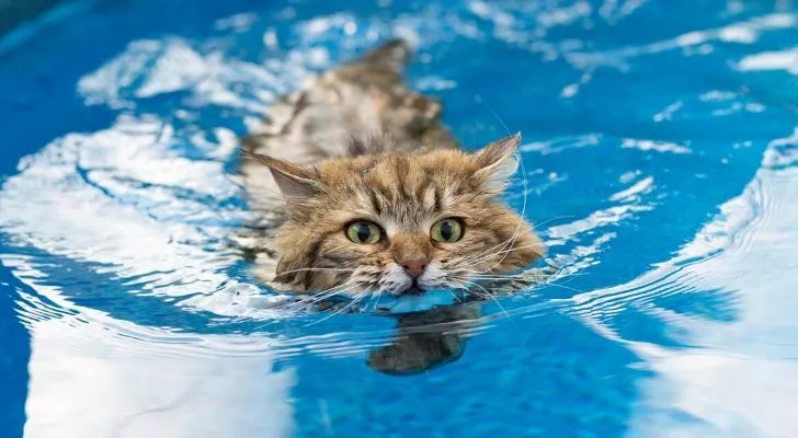 Кошка плавает в бассейне