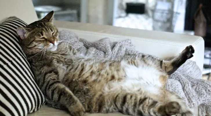 Толстый кот лежит на полосатом диване так же, как сидел бы на нем человек