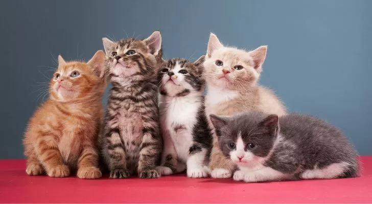 Группа котят сидела на красной ткани