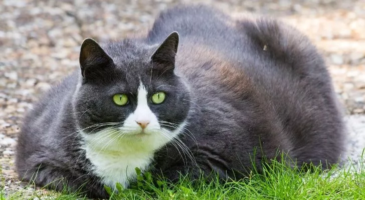Черно-белая кошка, страдающая ожирением, сидит на траве