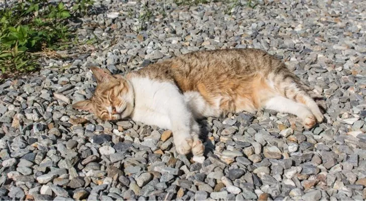 Кошка, растянувшаяся на каменной дорожке