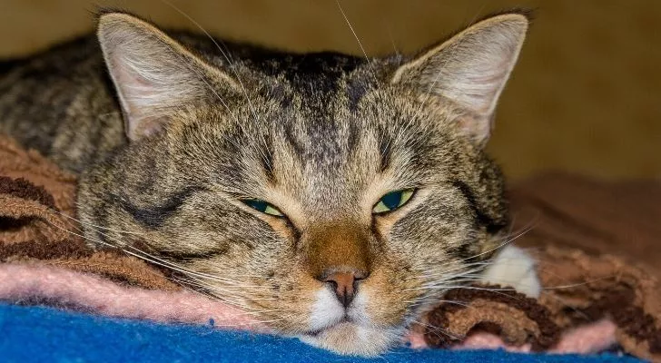 Больная кошка с полуоткрытыми глазами, положившая голову на одеяло