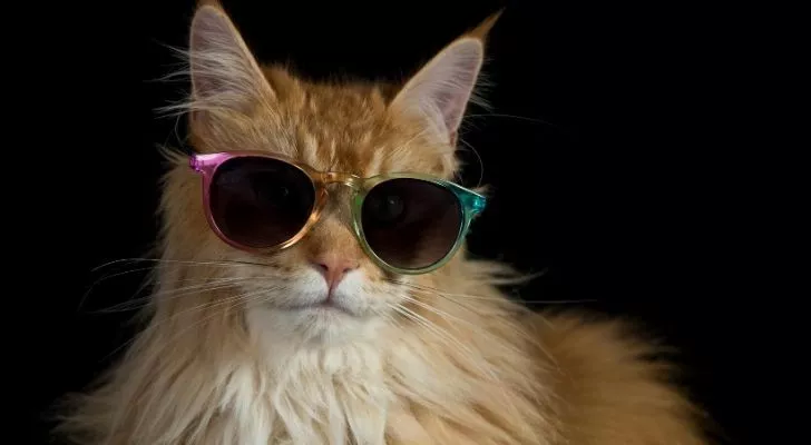 Бежевая кошка в солнечных очках