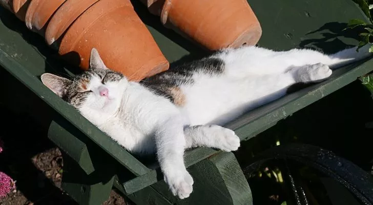 Милая кошка лежит на солнышке возле горшков с растениями