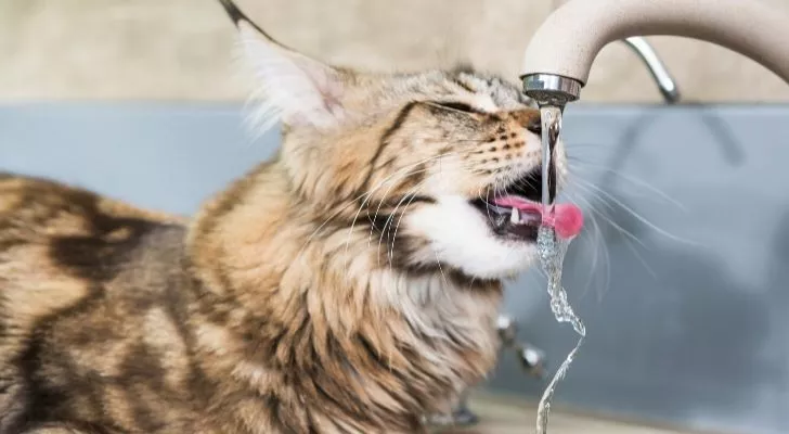 Кошка, пьющая воду из крана