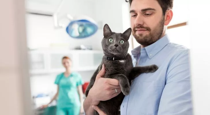 Кошка в шоке смотрит на врачей