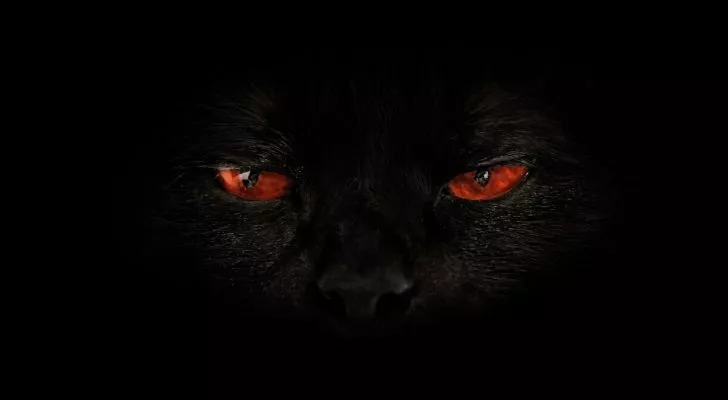 Темный крупный план черной кошки со злыми красными глазами