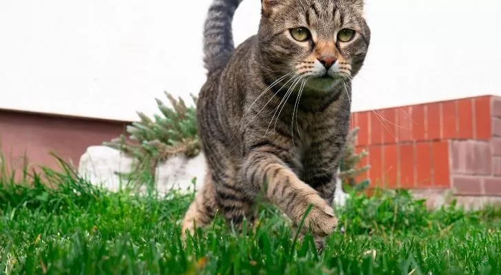 Кошка, совершающая легкую пробежку по сочной зеленой траве