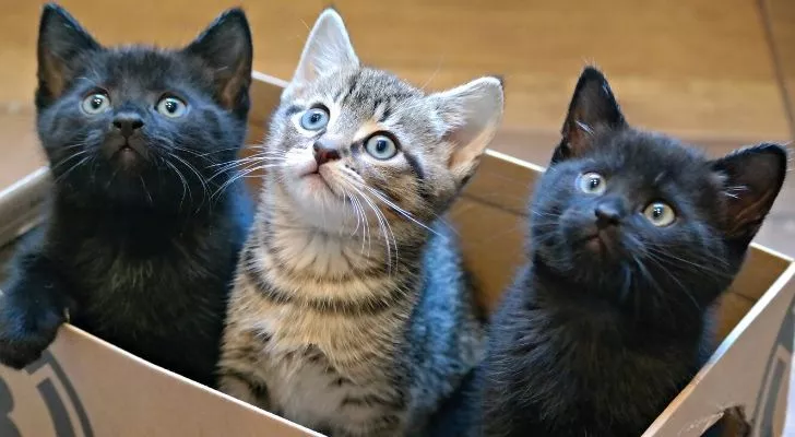 Три котенка в коробке, два черных, а один посередине - серый