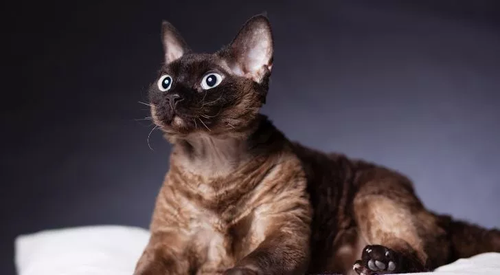 Кошка с широко открытыми глазами и ушами, направленными вверх