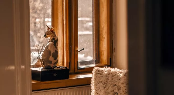 Кошка, смотрящая в окно в современном доме