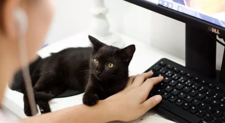 Черная кошка хочет внимания, пока женщина работает на компьютере