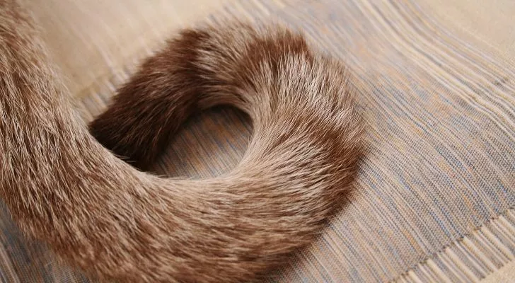 Кошачий хвост на деревянном полу