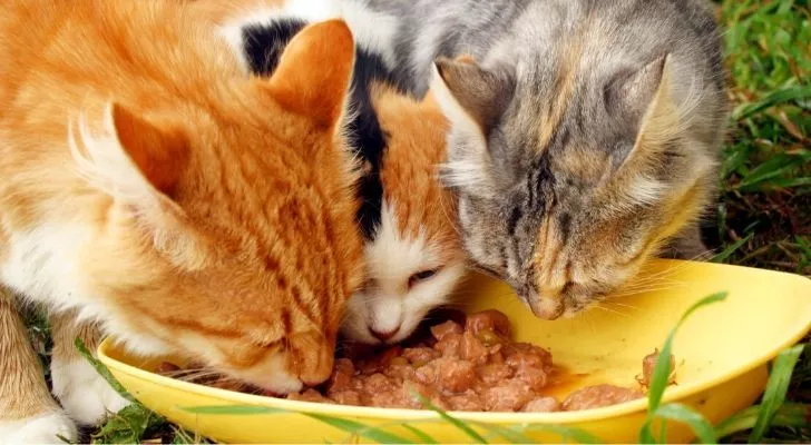 3 кошки едят из желтой миски