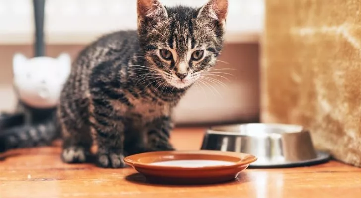 Кошка стоит над оранжевой миской с молоком