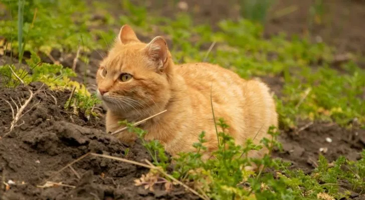 Кошка отдыхает на ферме в окружении растительности