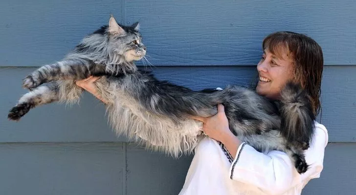 Самую длинную кошку в мире держит на руках ее хозяин