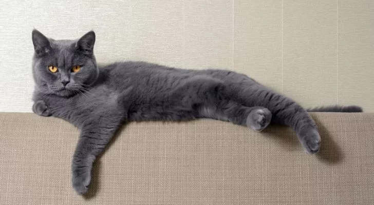 Серая кошка лежит на спинке дивана, пребывая в неведении